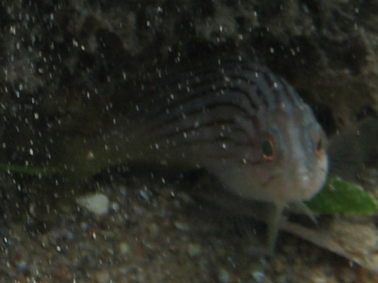 Epinephelus costae (Dotto o Cernia dorata)